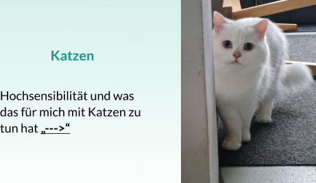 Katzen  Hochsensibilität und was das für mich mit Katzen zu tun hat „--->“
