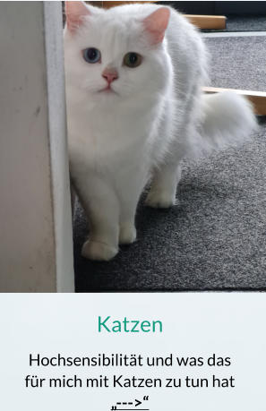 Katzen Hochsensibilität und was das für mich mit Katzen zu tun hat „--->“